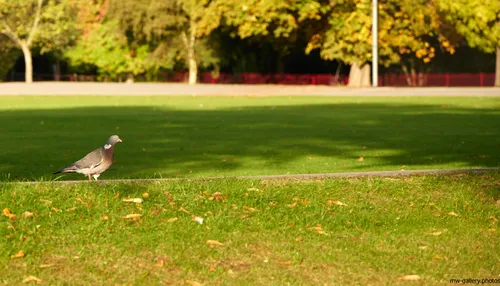 Queens Park Pigeon This landscape photograph taken in the morning during the autumn season features a pigeon walking along the edge of a path in Queen's Park, United Kingdom. The main subject, a pigeon, is captured close to the foreground on a grassy area scattered with autumn leaves, highlighting the presence of animals in the park's natural environment. In the background, the well-maintained park paths and a variety of trees displaying seasonal foliage are visible, showcasing the beautiful nature found in Queen's Park. The image exemplifies the tranquil atmosphere of parks in the United Kingdom and draws attention to the relationship between urban green spaces, animals, and pedestrian paths.